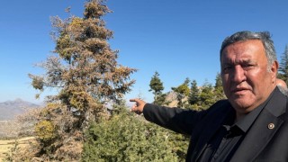 CHP’li Gürer: Niğde ormanlarında sessiz bir felaket yaşanıyor