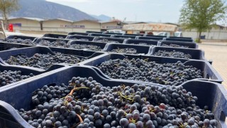Muğla Büyükşehir Belediyesi Yeşilüzümlü’de şarap üretimi başlattı