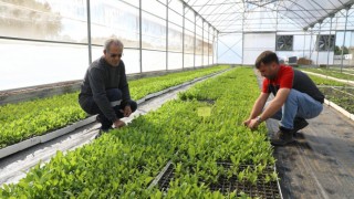 Ordu Büyükşehir, kendi serasında 750 bin çiçek üretti