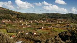 Seferihisar’da Orhanlı Zeytin Hasadı Festivali Başlıyor