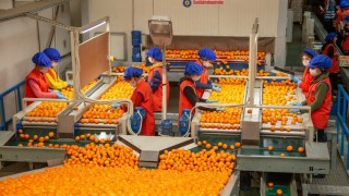 Ticaret Bakanlığı, Satsuma Mandalina Hasat ve İhracat Tarihlerini Açıkladı