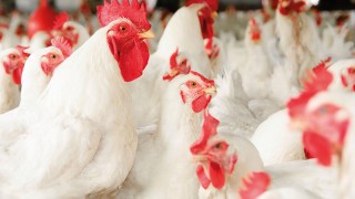 TÜİK: Tavuk Eti Üretimi Ağustosta 229 Bin Ton Oldu