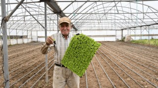 Balıkesir Büyükşehir’den üreticiye 140 bin marul fidesi desteği