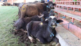 Başkan Güler Müjdeyi Verdi: Ordu Manda Islahı Projesi Kapsamına Alındı