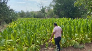 Burley tütünü ilk kez Şebinkarahisar’da hasat edildi