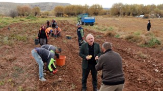 Çankırı Belediyesi 20 dönümlük arazide yerli patates hasadı yaptı