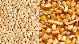 Cumhurbaşkanı Kararıyla Arpa ve Mısırda Sıfır Gümrük Dönemi