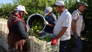 EİB Başkanı Uçak: Mandalina ihracatı ekimde yüzde 144 arttı