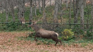 Kocaeli Büyükşehir 8 kızıl geyiği Kuzuyayla’da doğaya saldı