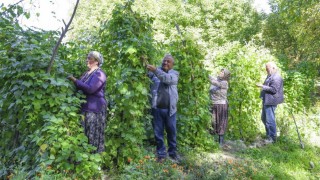 Mersin Büyükşehir, Gülnar’da Leklek Fasulyesi tohum desteği verdi