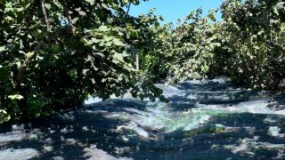 Samsun İl Tarım Müdürlüğü 63 yatırımcıya fındık filesi desteği verdi