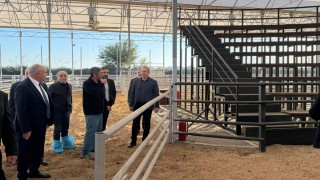 Sivas Belediye Başkanı Uzun Adana’da hayvan mezatı örneğini inceledi