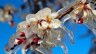 Tarım Bakanlığı zirai don için 798 milyon TL ödeme yaptı