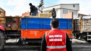 Ankara Büyükşehir’den manda yetiştiricilerine yem desteği