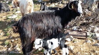 Antalya Keçi Çalıştayı raporu bölgesel sorunları açıkladı