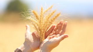 Bursa Büyükşehir 9 Aralık’ta Tarım Şenliği düzenliyor