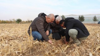Büyükşehir’de tarımda yenilikçi ekim denemesi