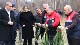 Çorum İl Tarım’dan Mecitözü’nde Kışlacık Pırasası Hasadı