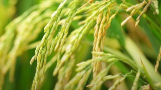 Cranfield ve Warwick Üniversitesi: Bitki ıslahı tarımda metanı azaltıyor