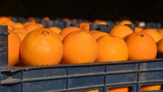 Florida Üniversitesi: HLB’ye Dayanıklı Yeni Portakal Geliştirildi