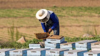 Hatay Büyükşehir Belediyesi arıcılık kursu başvurularını başlattı