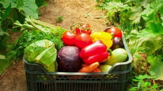 IKAR: Rusya sera sebze üretimi 1,66 milyon tonla rekor seviyeye çıktı