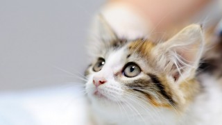 Kars VHO Başkanı Ödül: Mikroçip için son tarih 31 Aralık 2025