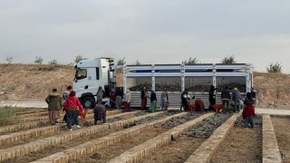 Mardin İl Tarım Müdürlüğü Hatay’a Tuz Çalısı Fidanı Gönderdi