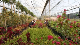 Muğla Büyükşehir Belediyesi Beyobası’nda alım garantili süs bitkisi üretimini destekledi