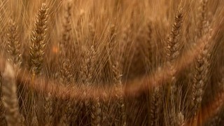 Rusya, Buğday İhracatında 24–30 Aralık Arası Vergiyi 109,1 Ruble’ye Çıkardı