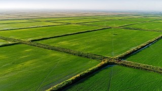 Rusya Hükümeti, 2026’da çeltik pirinci ihracatına izin verdi