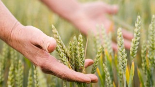 Rusya Tarım Bakanlığı, 2025’te tarım sigortasını daralttı