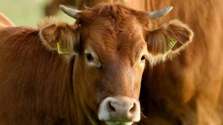 Rusya’da Büyükbaş Hayvan Sayısı Kasım Sonunda %3 Azaldı