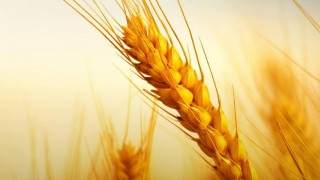 Rusya’dan buğday ihracatında vergi 14–20 Ocak 2026’da sıfır olacak