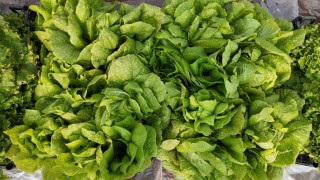 Şanlıurfa Büyükşehir seralarında üretilen marullar hasat edildi