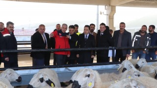 Sivas İl Tarım Yıldızeli’nde koyun ve koç dağıttı