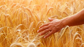 TİM, hububat ve yağlı tohumlar ihracatının 11 aylık verisini açıkladı