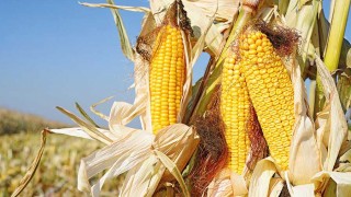 TMO, 2025 Yılı Alım Ödemelerine Devam Ediyor: Üreticilere 1,15 Milyar TL Aktarıldı