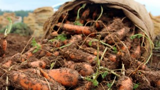 TZOB: Havuç Marketlerde Üreticinin 4 Katına Satıldı