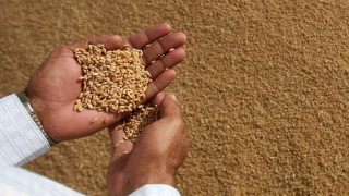 Ukrayna Ekonomi Bakanlığı: Tahıl ve yağlı tohum hasadı 75 milyon ton