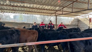 Yozgat’ta etçi ırk damızlık dağıtımları başladı
