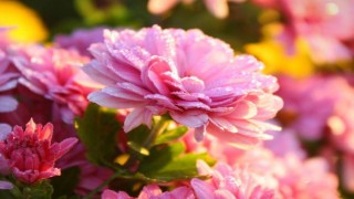 Altay’da Çin’den ithal edilen çiçeklerde zararlılar tespit edildi