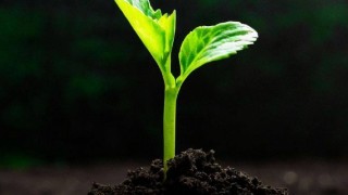 Arkansas Üniversitesi: Gıda Atıkları Fide Yetiştiriciliğinde Kullanılabilir