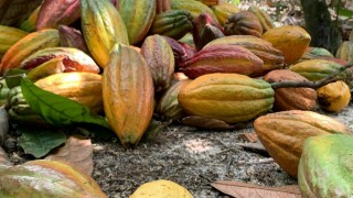 Bloomberg: Kakao fiyatı 2023’ten beri ilk kez 4 bin doların altına indi