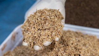 Çeltik Kabuğu Karbonizasyonu Tarımda Atıkları Kaynağa Dönüştürüyor