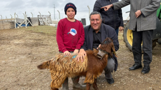 CHP’li Gürer: Ankara Haymana Culuk Köyü’nde hayvancılık hızla geriliyor