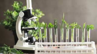 Çin Bilimler Akademisi, gıda için yetim ürünleri önerdi