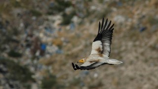 Doğa Derneği, Türkiye’de 5 bin direği kuşlar için izole edecek