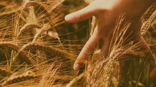 Duru Bulgur, Ata Tohumu Ahmet Buğdayı’nı Üretime Kazandırdı