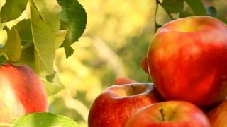 Elma üretiminde Avrupa lideri Türkiye, Gürcistan’dan ithalat yaptı